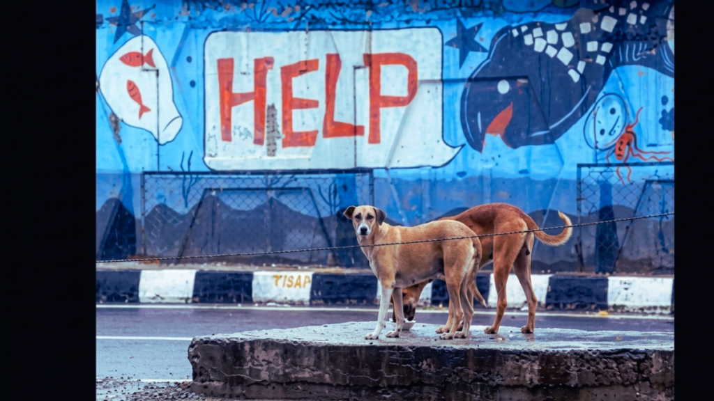 ୫୨,୦୦୦ କୁକୁରଙ୍କ ପାଇଁ ବିଏମସି ସାମୁହିକ ରାବିଜ୍ ପ୍ରତିରୋଧୀ ଟୀକାକରଣ ଅଭିଯାନ ଆରମ୍ଭ କରିବ | ଓଡ଼ିଶା ସମାଚାର |